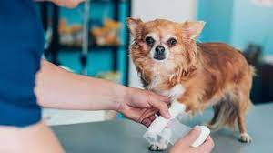 The Best Pet Insurance for Your Furry Companion