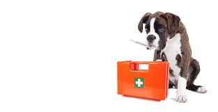 Pet Health Insurance: Securing Your Furry Friend's Well-Being